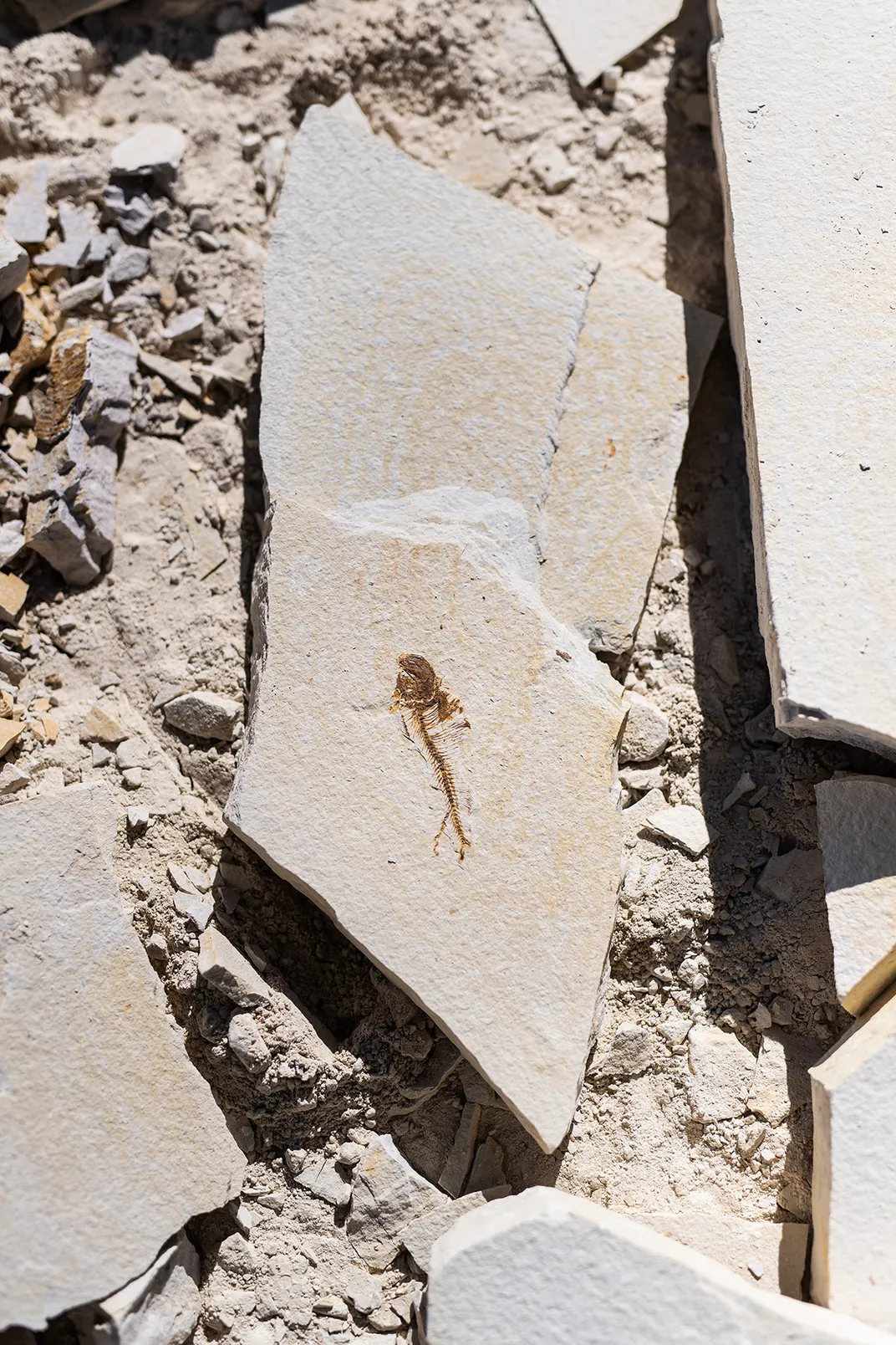 A Diplomystus dentatus fossil in shale rock at American Fossil Quarry.