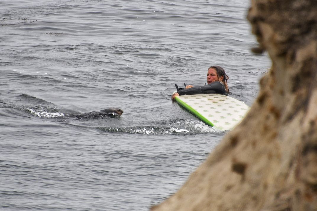 Sea otter approaching surfer in the water