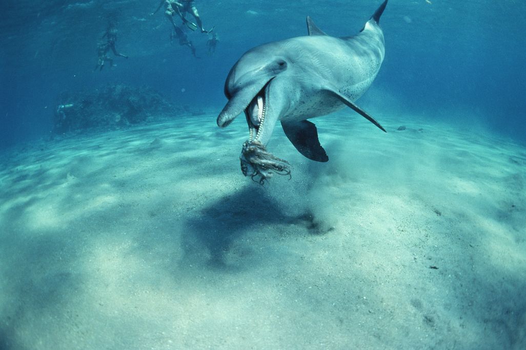 dolphin