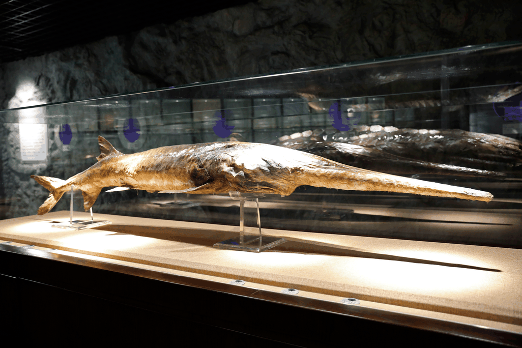 Chinese Paddlefish
