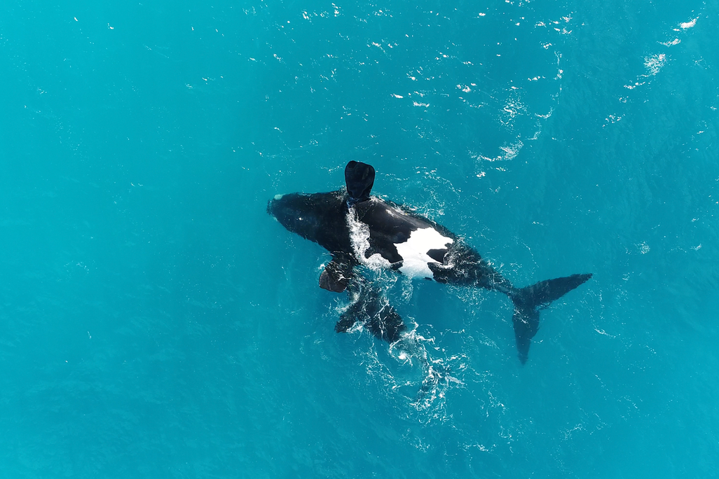 upside-down whale floating at the water's surface with a calf