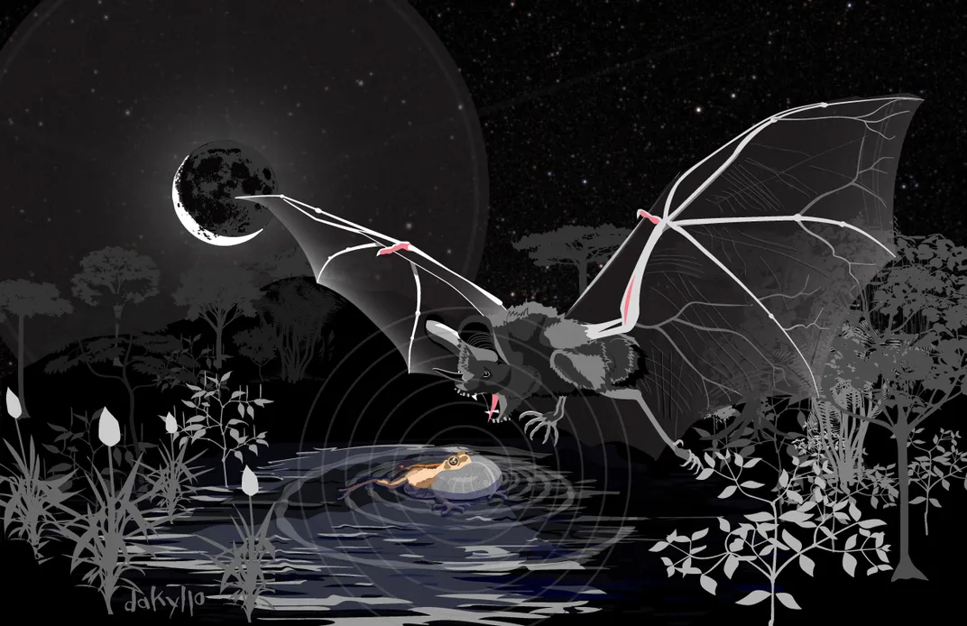 an illustration of a bat at night, flying toward a pond to grab a frog with its legs