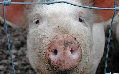 Pigs were domesticated in several different regions of the world.