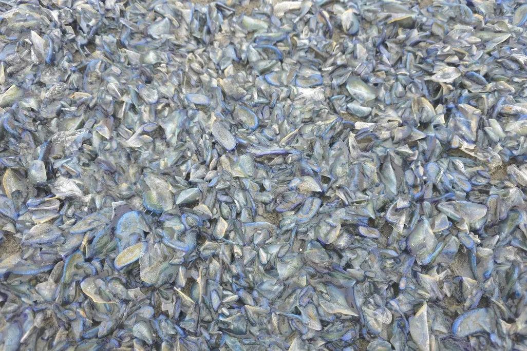 sand covered with blue-white blobs