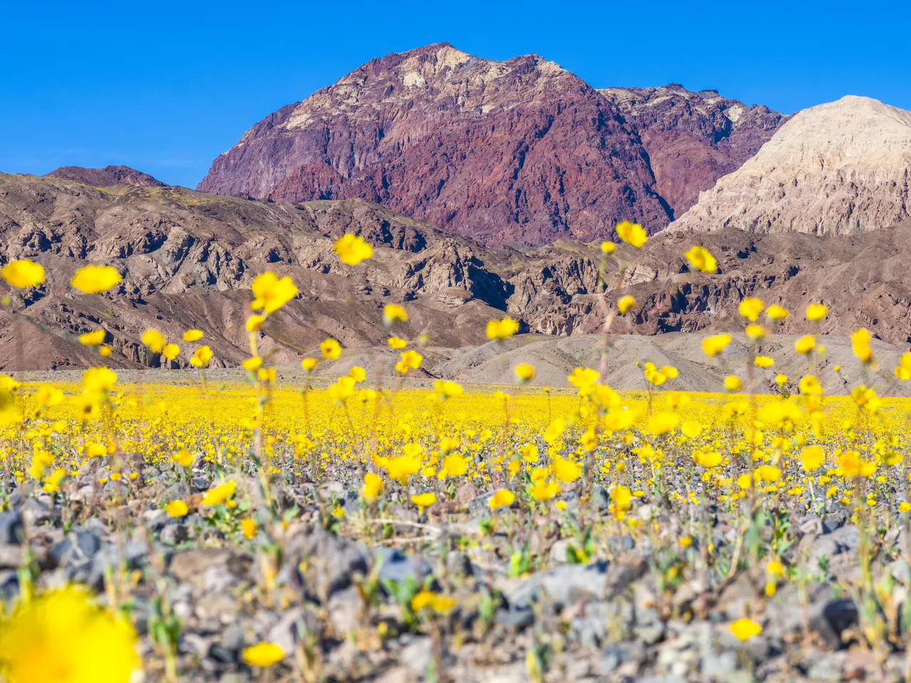 Vibrant Wildflowers Are Blanketing Death Valley National Park, Resulting in  the Most Breathtaking Bloom in a Decade