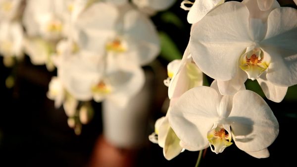 Preview thumbnail for Behind the Scenes at the World Orchid Convention