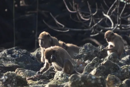 A long-tailed macaque uses a stone to get at food. The striking of one stone on another accidentally creates stone flakes the monkeys don&#39;t use.