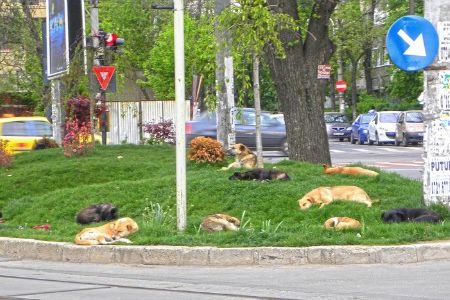 A pack of street dogs naps on a traffic island in Bucharest, Romania. In spite of a culling program, the animals swarm the streets—and occasionally maul residents and tourists.