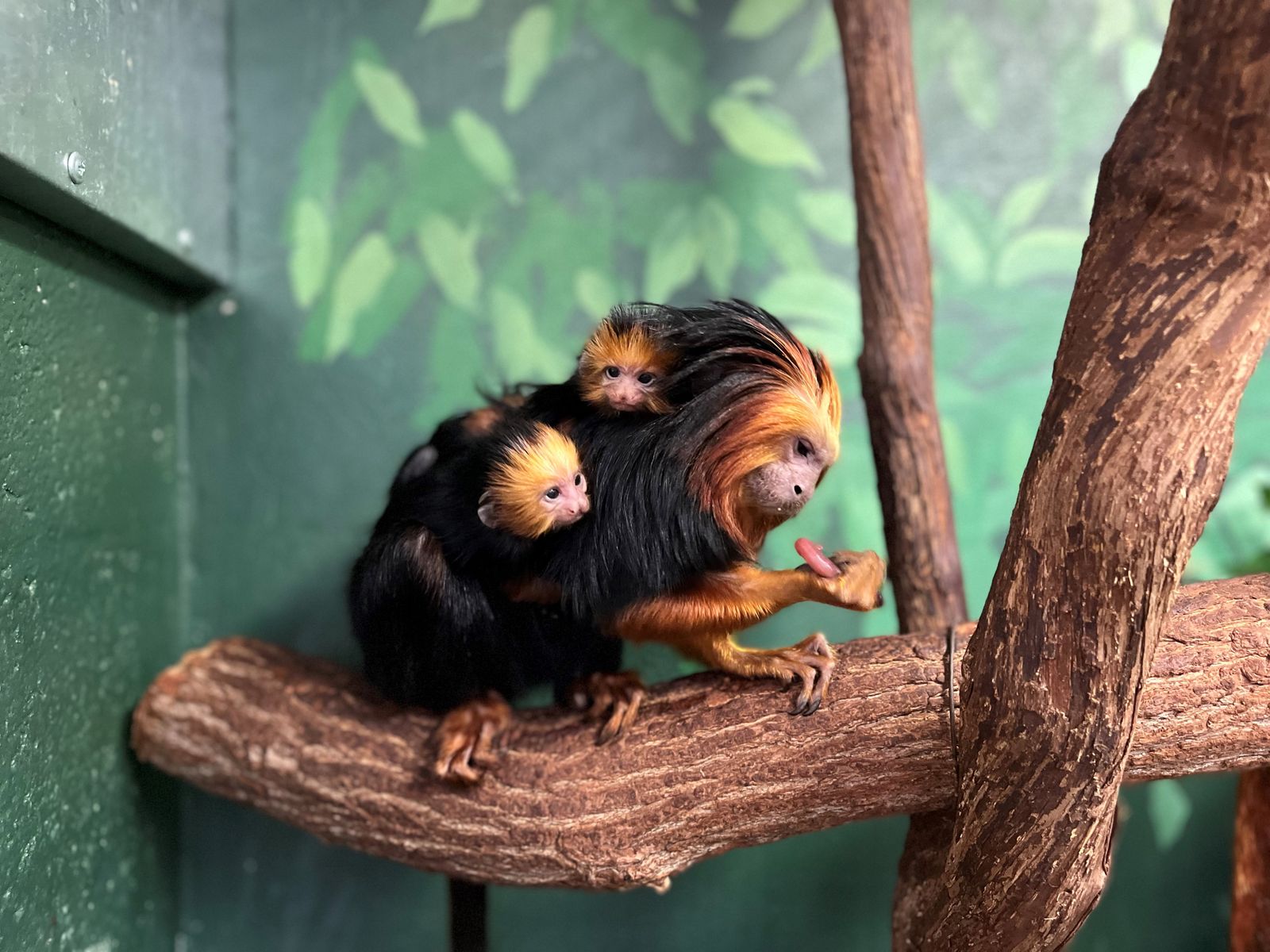 Zoos Historic Newborn Tamarin Twins Cling to Mom, Doing What Healthy  Babies Do | At the Smithsonian| Smithsonian Magazine