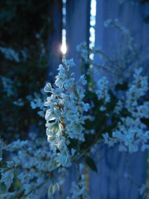 Silver lace vine in a world turning blue thumbnail