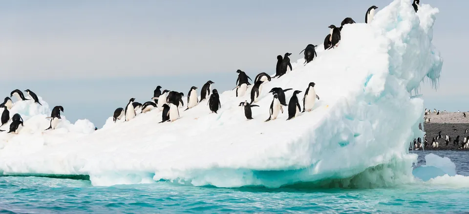  Adelie penguins at home 