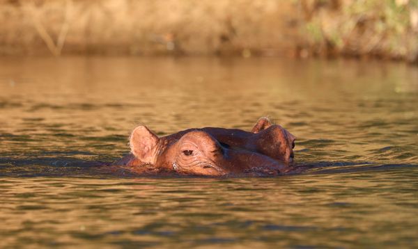 A hippo glaring at us in the Zambezi river. thumbnail