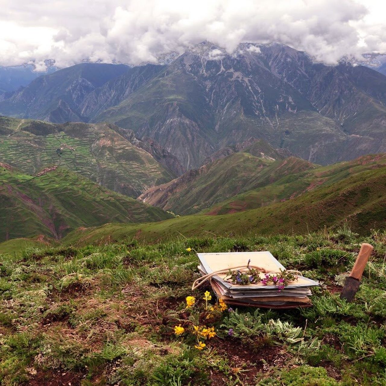 How Ancient Monsoons and Tectonic Shifts Shaped This Flowering 