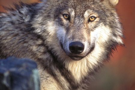 Gray wolves were occupying territories throughout Idaho last year, but the overall population fell.