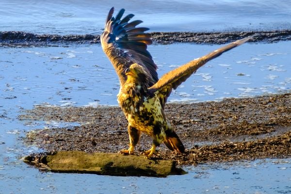 Juvenile Eagle Spreads its Wings on bank of Potomac River thumbnail