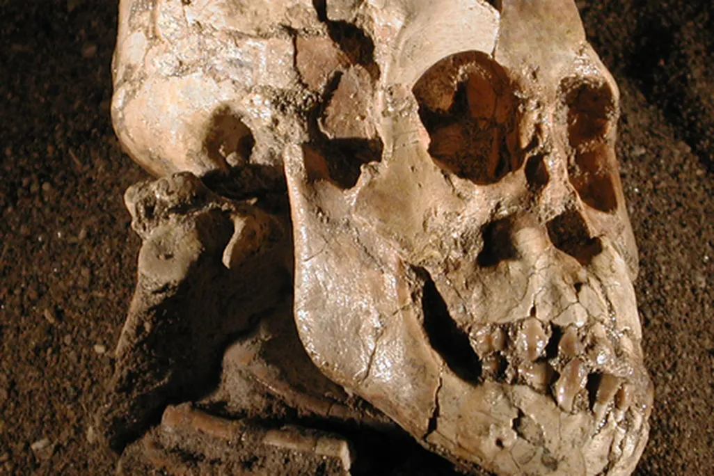 Australopithecus afarensis