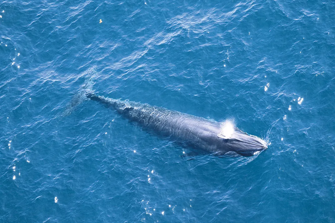 Rice's whale