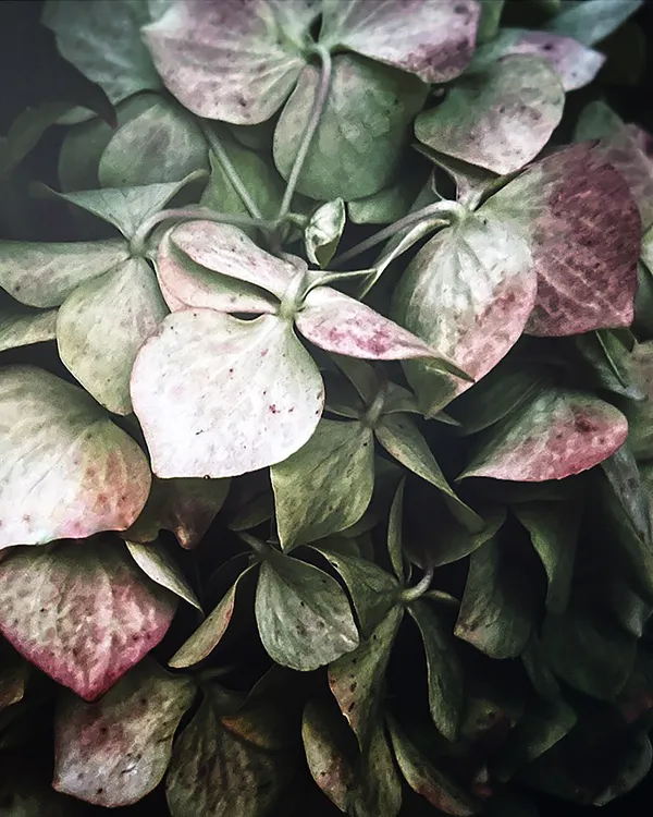 Joan of Arc Bloom thumbnail