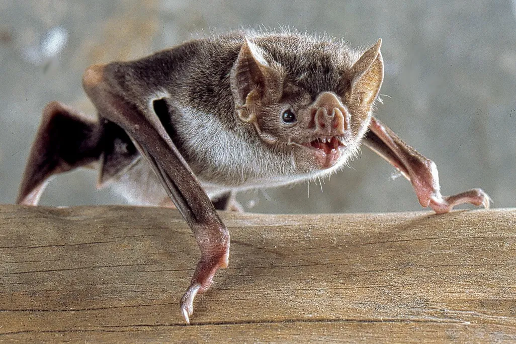 Vampire Bat