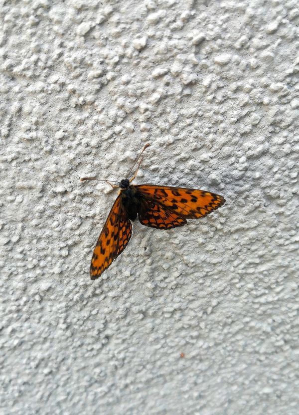 Orange Wings on Stone thumbnail