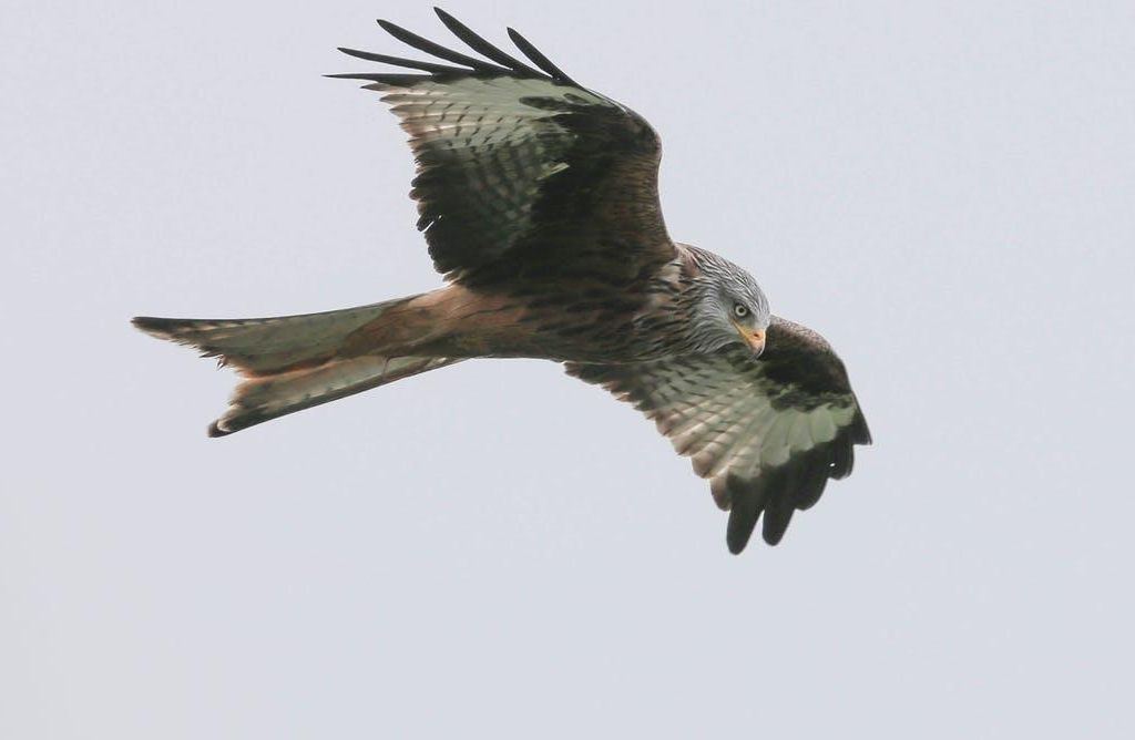 kites and falcons