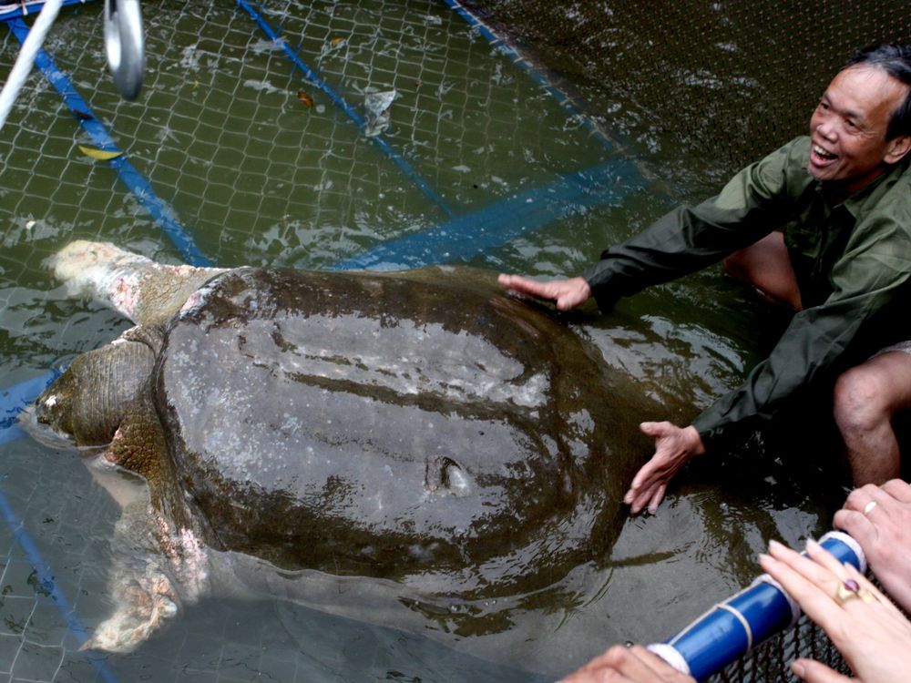 Yangtze giant soft-shell turtle