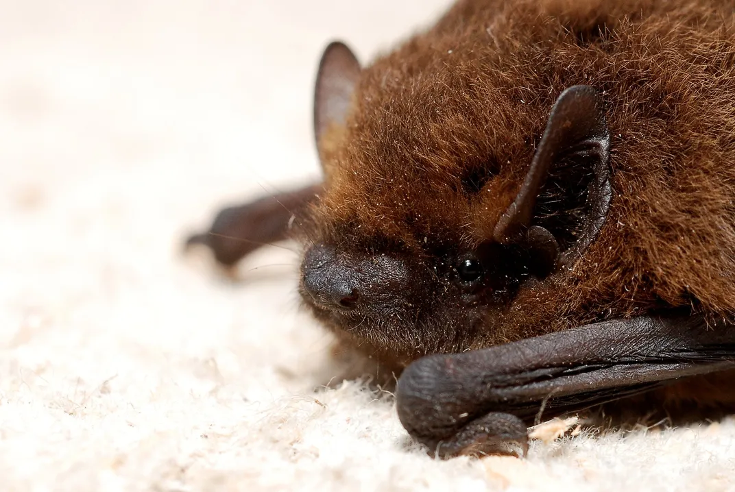 close-up on the head of a resting pipistrelle bat