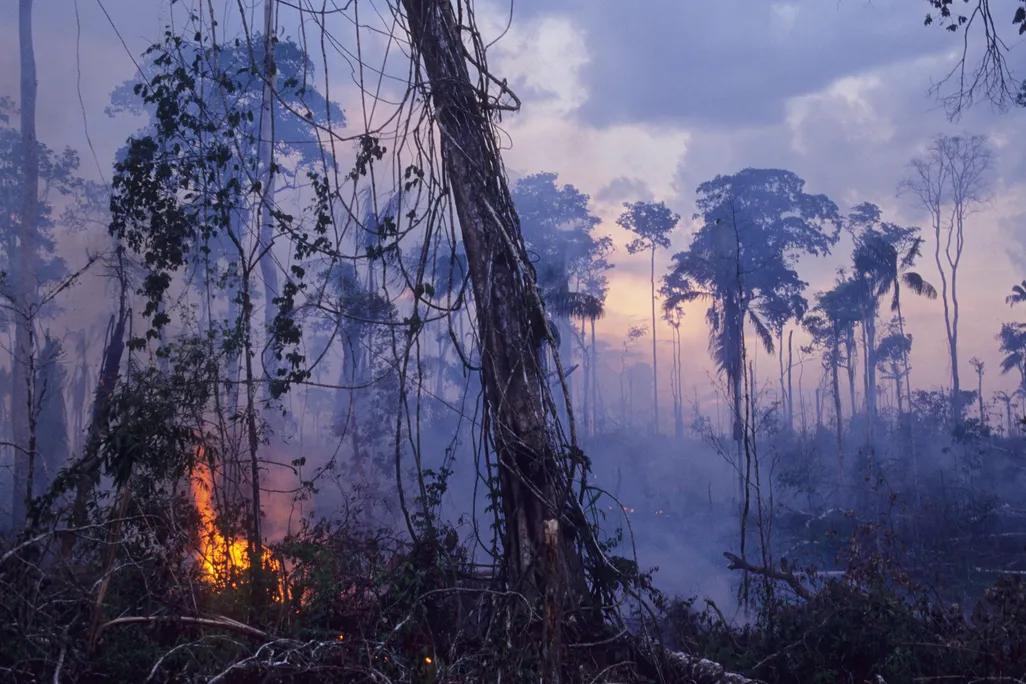 Amazon rainforest burning