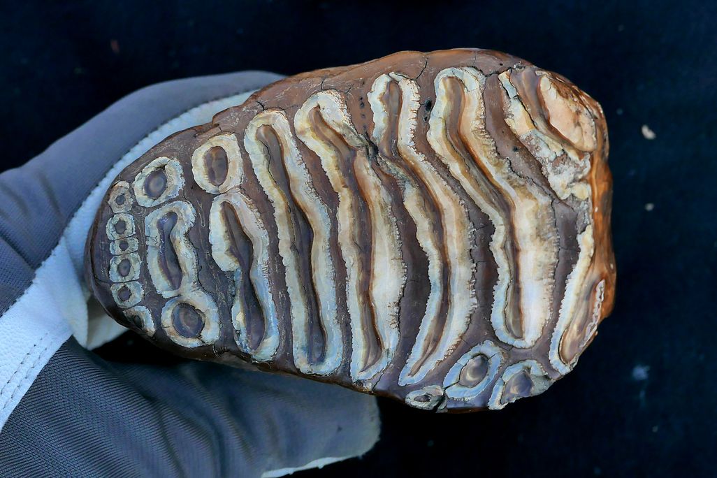 A large mammoth molar in a person's hand