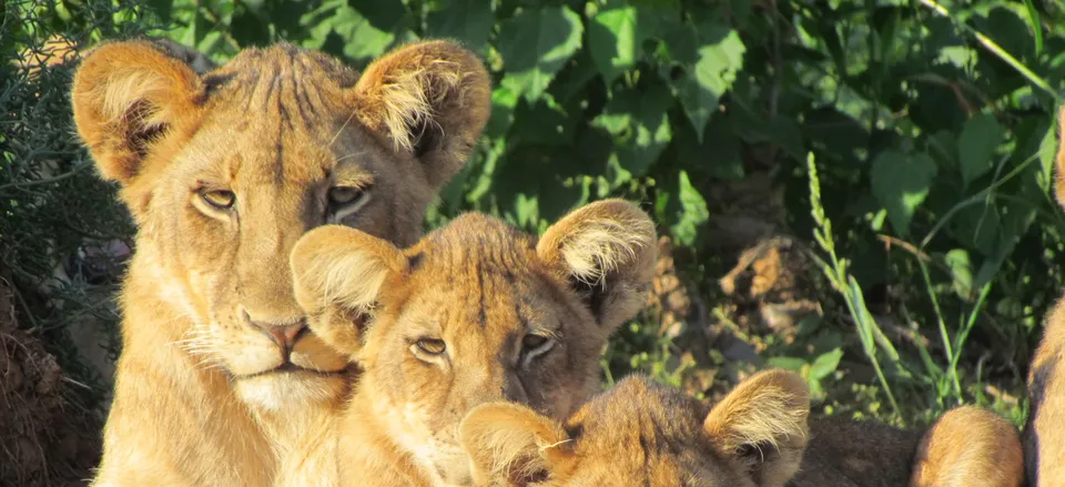  Lions in Botswana. Credit: Luke Harris