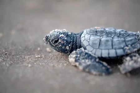 A hatchling Kemp's ridley sea turtle