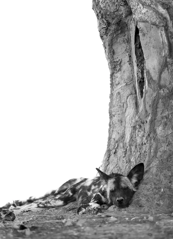 Sleeping Wild Dog Puppy thumbnail