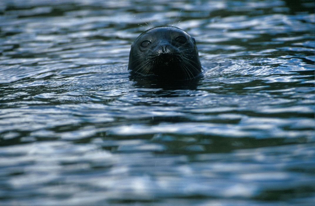 Saimaa ringed seal