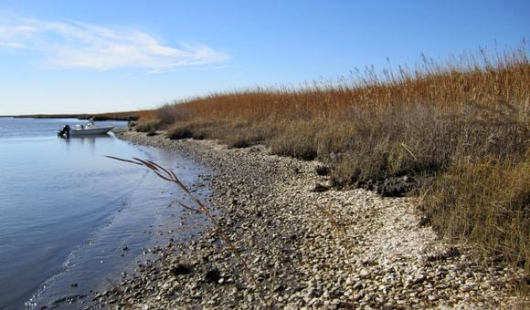 6) Eroding Late Holocene Native American oyster midden at low tide in Fishing Bay, Maryland.JPG