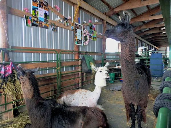Llama Admiring pictures on the wall thumbnail