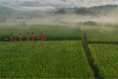In this village, monks-in-training wearing brightly colored garments carry shoulder yokes through fields of rice.