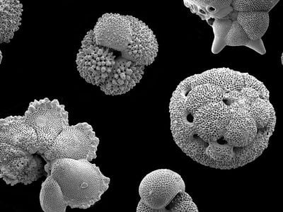 Foraminifera