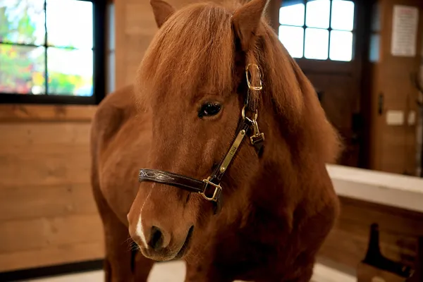 Icelandic Horse - Moment of Connection thumbnail