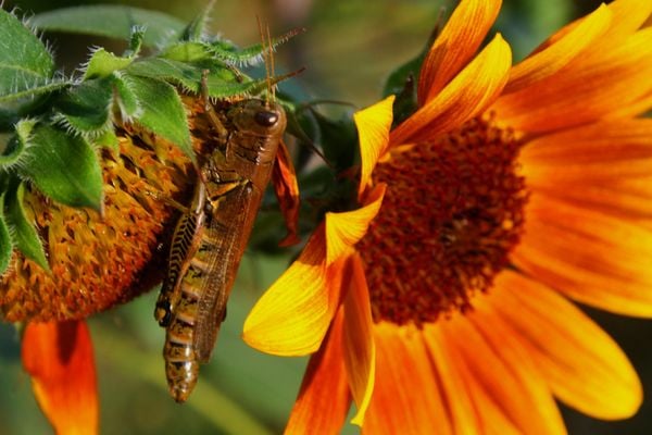 Cricket on a Sunflower thumbnail