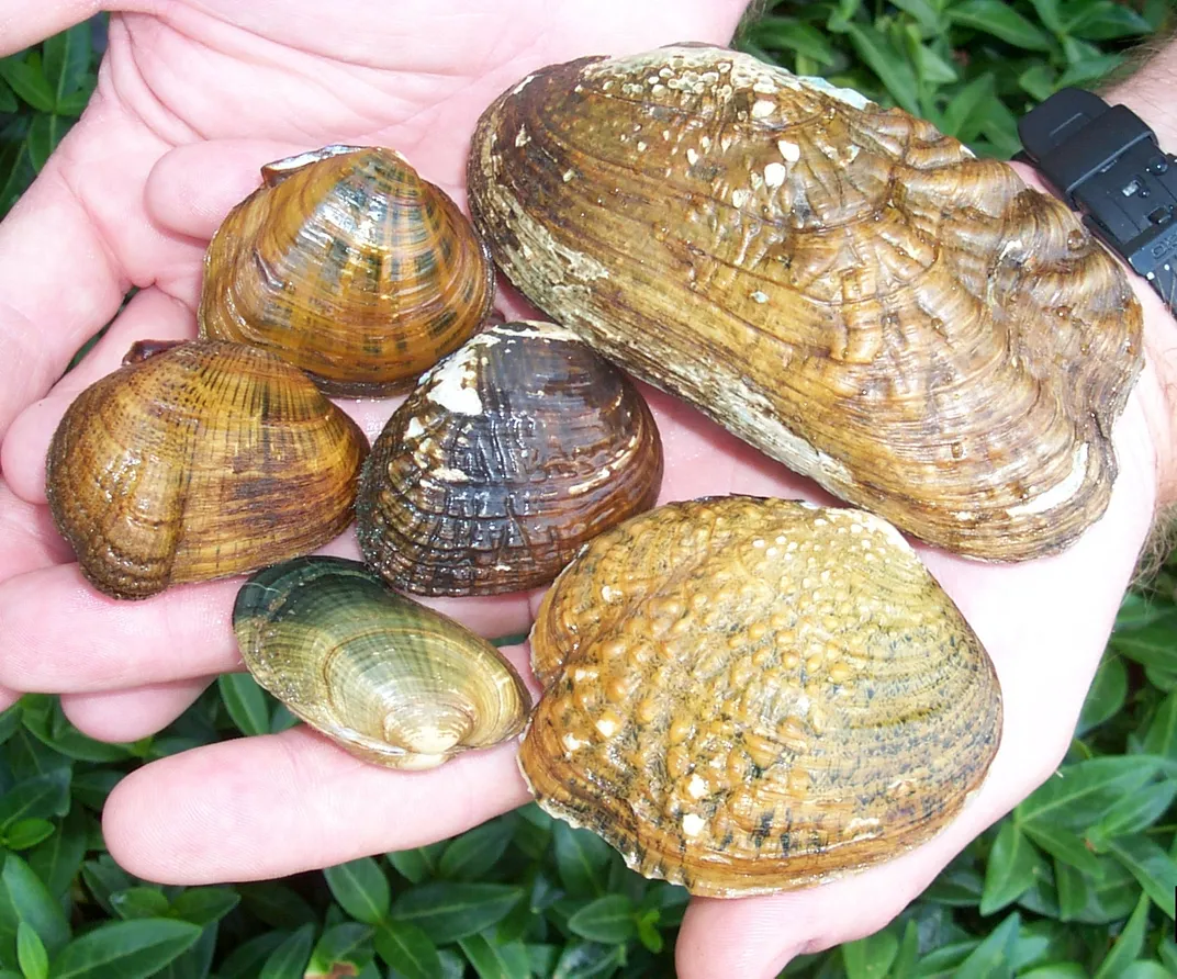 Hands holding size muscles of different sizes with greenish shells