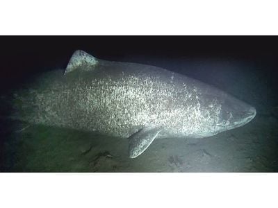 A large female Greenland shark observed near the community of Arctic Bay, Nunavut.