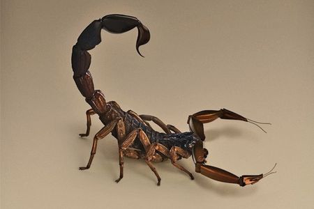 Orbus chirurgia, a scorpion used for semi automated and remote surgery.