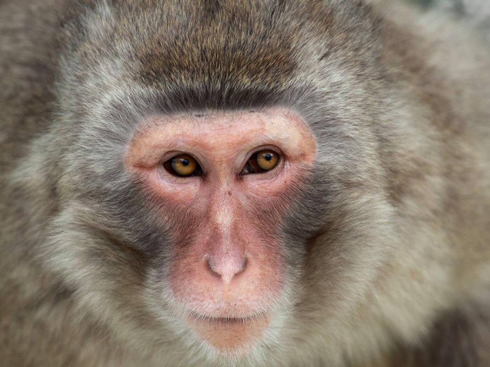 macaque