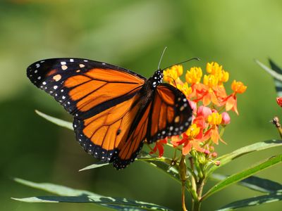 Monarch butterflies are well-known and beloved migratory pollinators in North America.