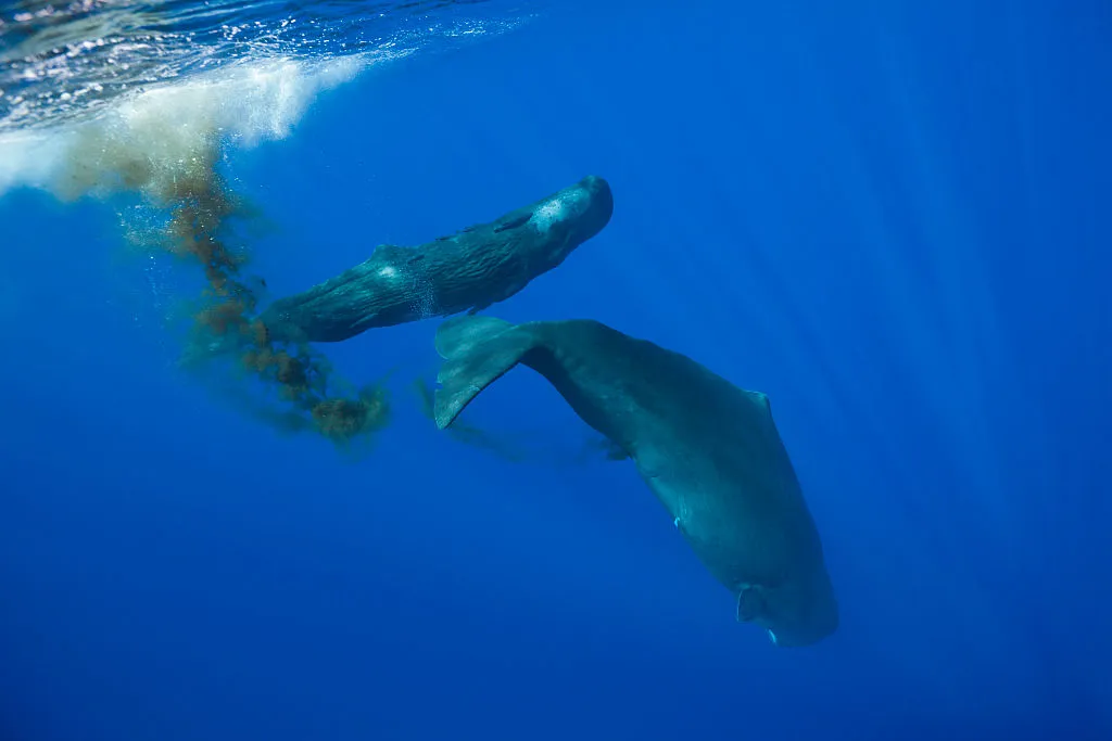 pooping sperm whale