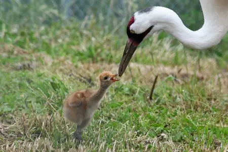 On May 26, and endangered baby crane hatched at&nbsp;the Smithsonian Conservation Biology Institute