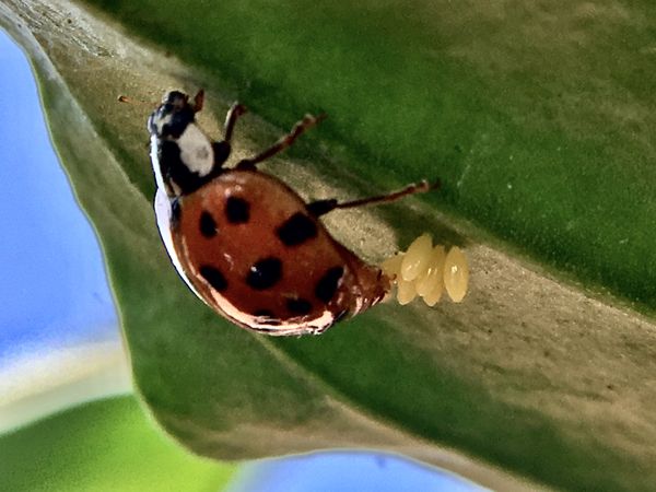 ladybug laying eggs - macro photography thumbnail