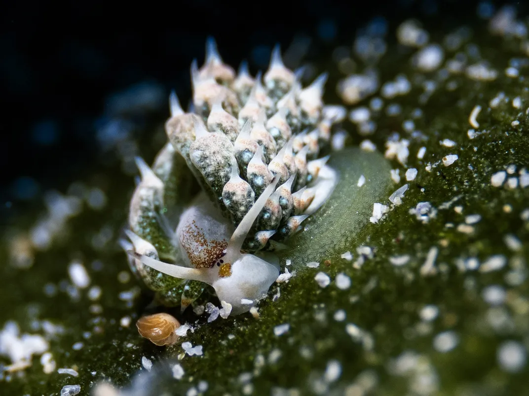 Shaun the Sheep, a Sea Slug of the Deep
