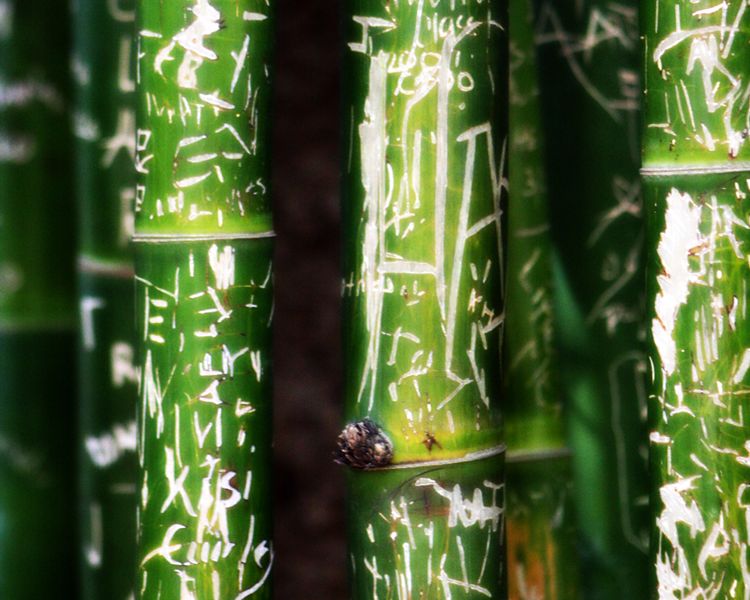 Bamboo Script Smithsonian Photo Contest Smithsonian Magazine