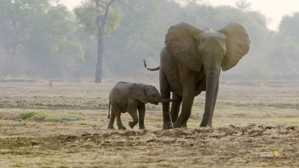 Preview thumbnail for Why Elephant Moms Always Stay Close to Their Calves